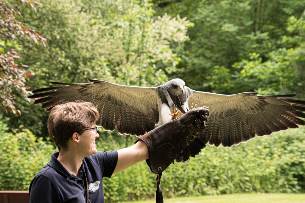 Kordillerenadler mit Falknerin Stephanie_ Eventfalknerei GmbH Bomlitz