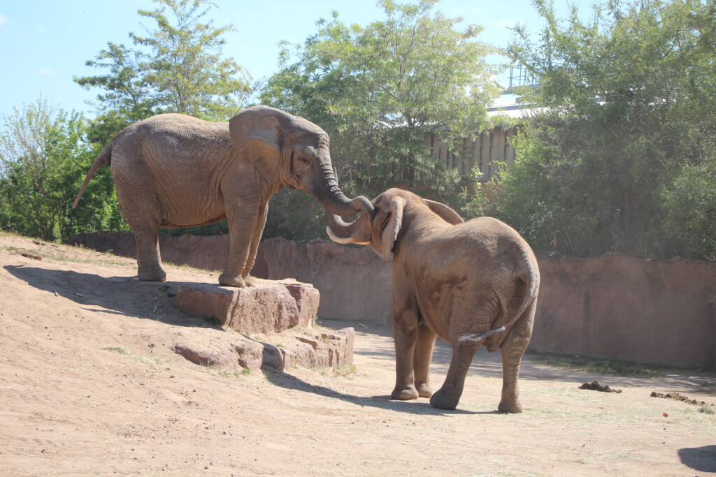 Freundschaftliches Berüsseln Mwana & Sweni_Zoo Magdeburg