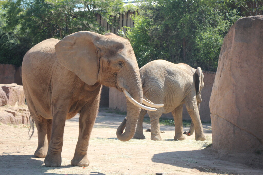 Sweni mit Mwana erstmals auf Außenanlage zusammen_Zoo Magdeburg