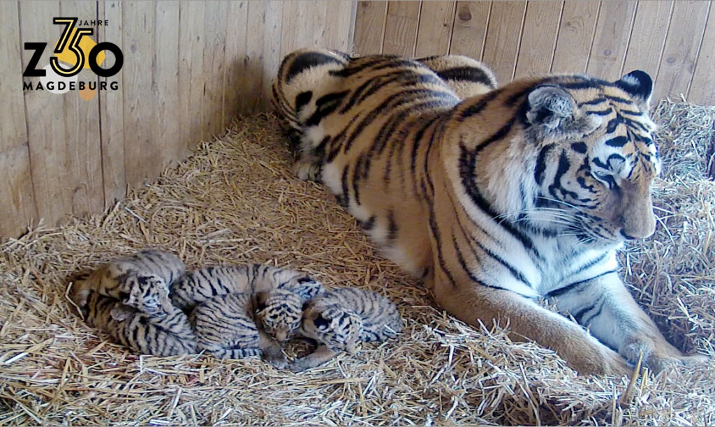 Sibirischer Tiger_ 5facher Nachwuchs_Kamerafoto_Zoo Magdeburg 
