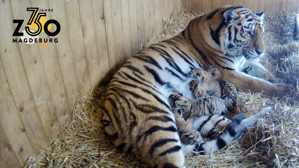 Sibirischer Tiger_Stormi hat 5fachen Nachwuchs_Zoo Magdeburg