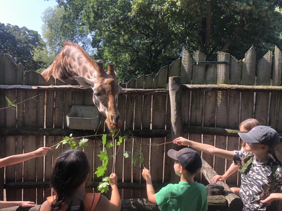 Giraffenfütterung am Internationalen Kindertag_Zoo Magdeburg