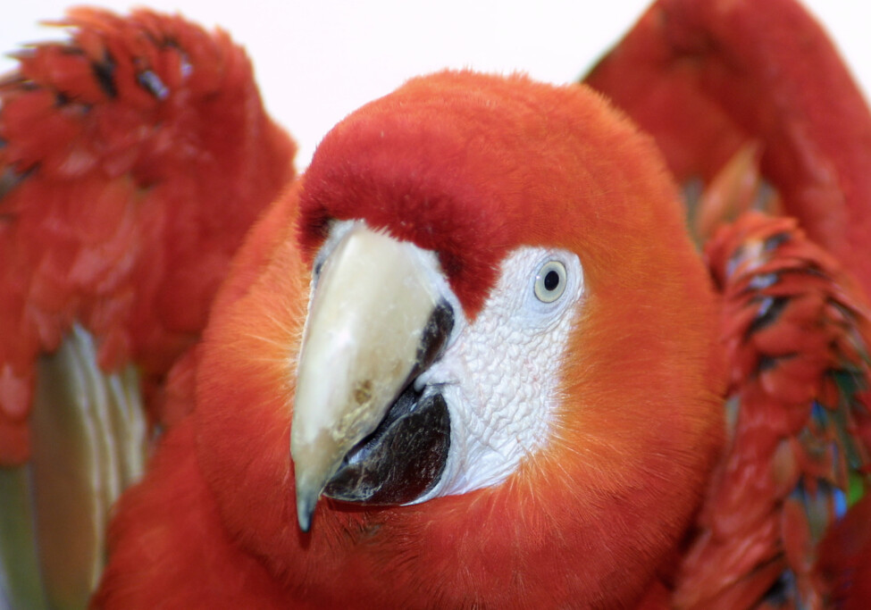 World Parrot Day am 31. Mai_Arakanga_ Zoo Magdeburg