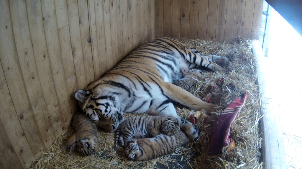 Sibirische Tigerin Stormi mit vierfachen Nachwuchs /Zoo Magdeburg_Kamera-Aufnahme