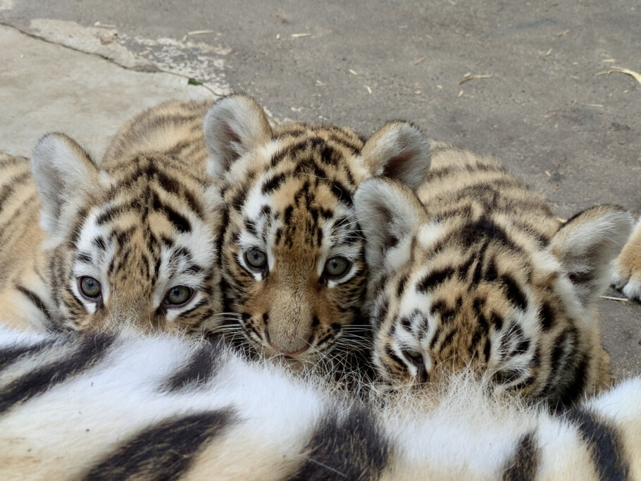 1. Impftermin Sibirischer Tiger-Nachwuchs_Zoo Magdeburg