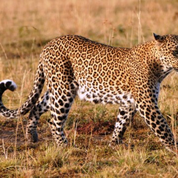 Vortrag 4.11.25: Durch die Nationalparks Tansanias und Kenias