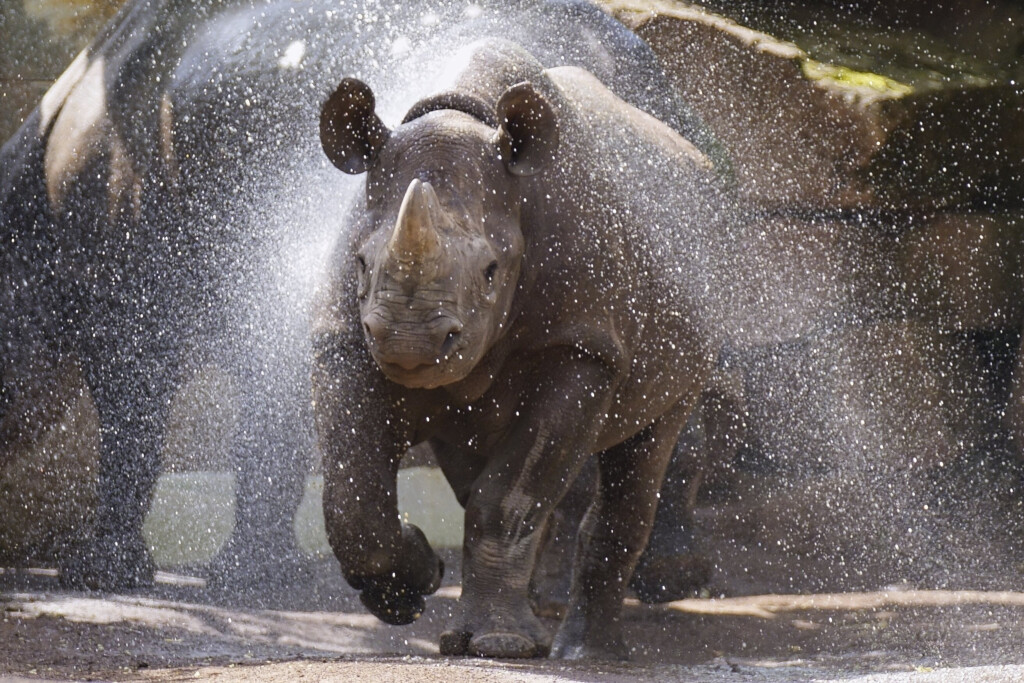 Abkuehlung für Spitzmaulnashorn Malia_Zoo Magdeburg_Ingo Treuherz