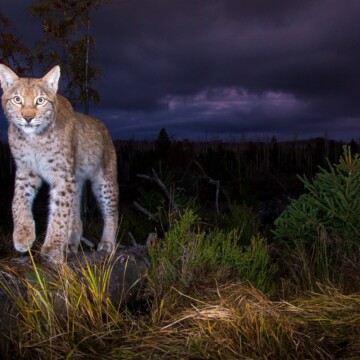 Vortrag 5.9.2025: Über Luchse im Harz, in Deutschland & Europa