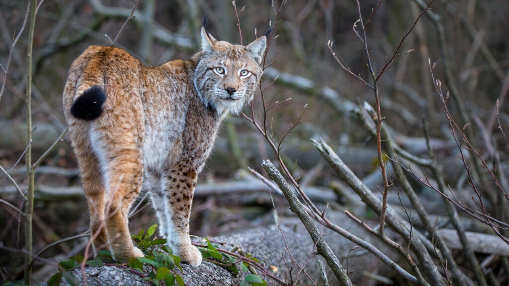 Wiederangesiedelt: Luchs im Nationalpark Harz_Ole Anders
