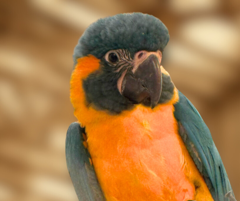 Blaulatzara-Küken wird flügge_Zoo Magdeburg