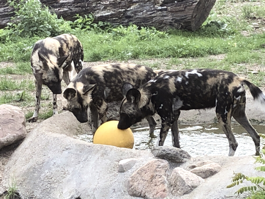 Afrikanischer Wildhund am Wasser_Zoo Magdeburg