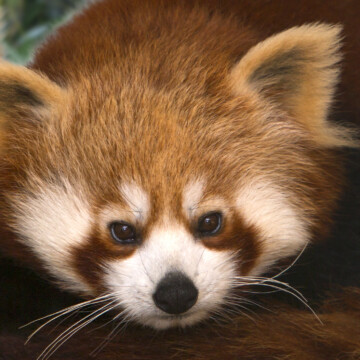 Internationaler Tag des Roten Pandas am 20.09.2025