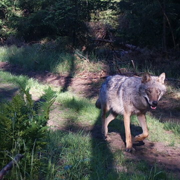 Vortrag am 7.10.2025: Der Wolf in Sachsen-Anhalt