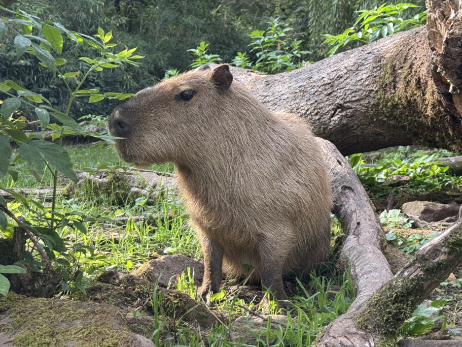 Capaybara (Wasserschwein)_Zoo Magdeburg_Anna Gerbel