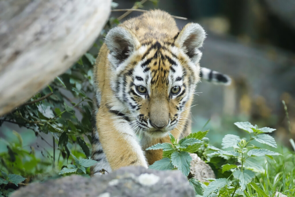 Tigernachwuchs_Zoo Magdeburg_Ingo Treuherz