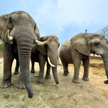 Elefanten-Trio Mwana, Sweni und Kando auf der Außenanlage