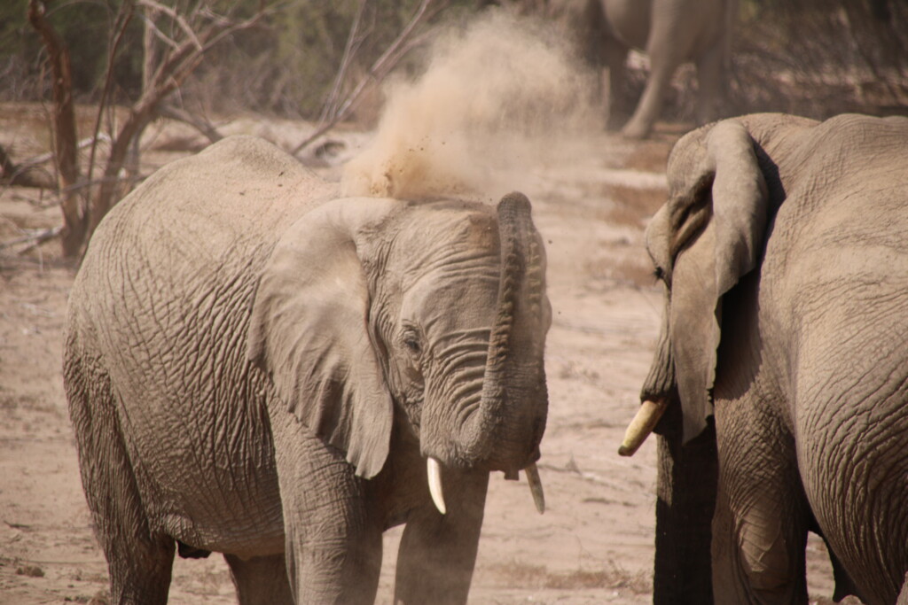 Schutzprojekt Wüstenelefant_Aktionsgemeinschaft Artenschutz (AGA) 