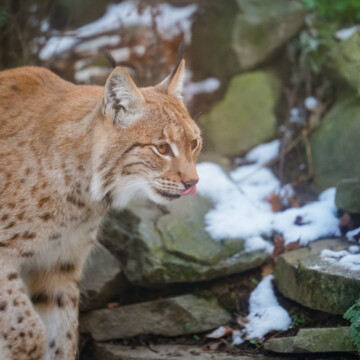 Wow - Tiere im Schnee und winterliche Zoolandschaft