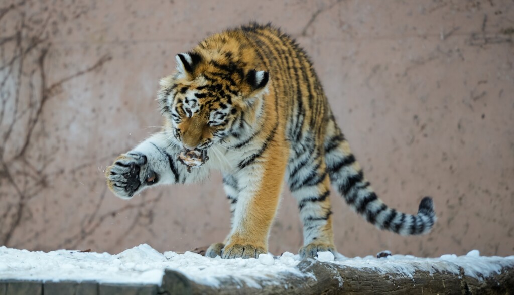 Sibirischer Tigernachwuchs im Schnee_Tobias Quast Zoo Magdeburg