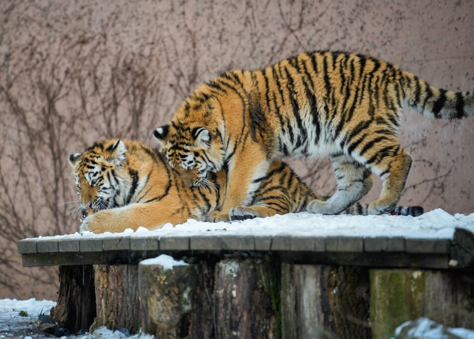 Spielende Tigerjunge_Zoo Magdeburg_Tobias Quast