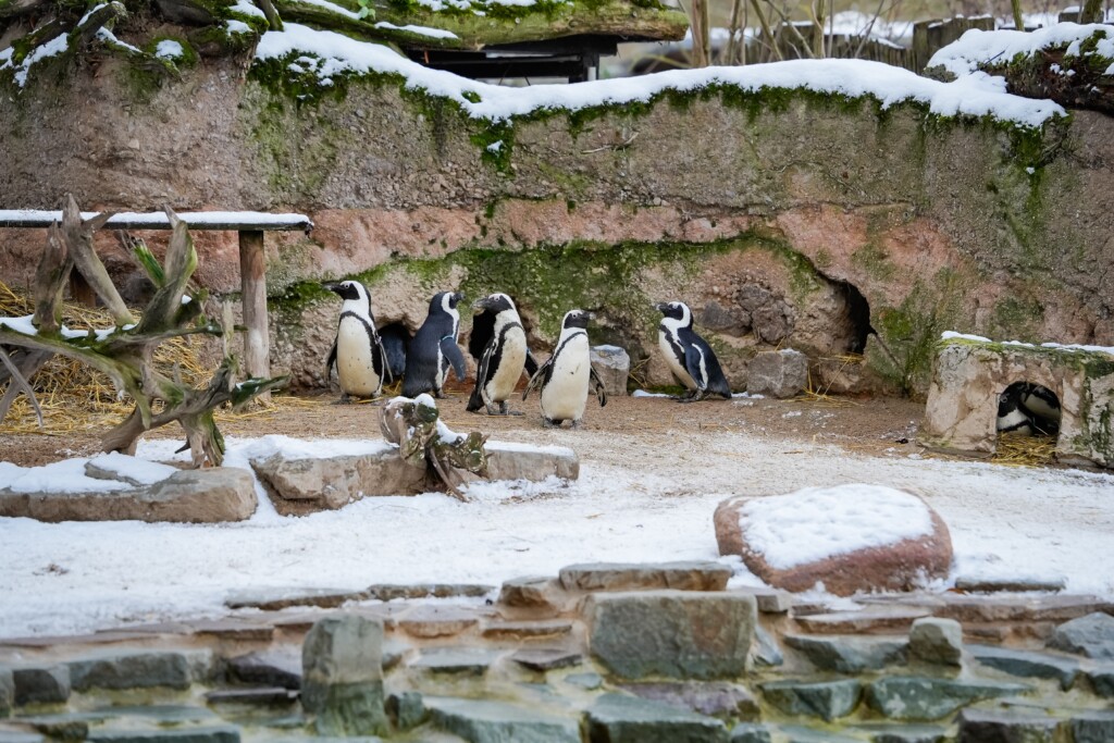 Vom Aussterben bedroht: Brillenpinguine_Zoo Magdeburg_Tobias Quast