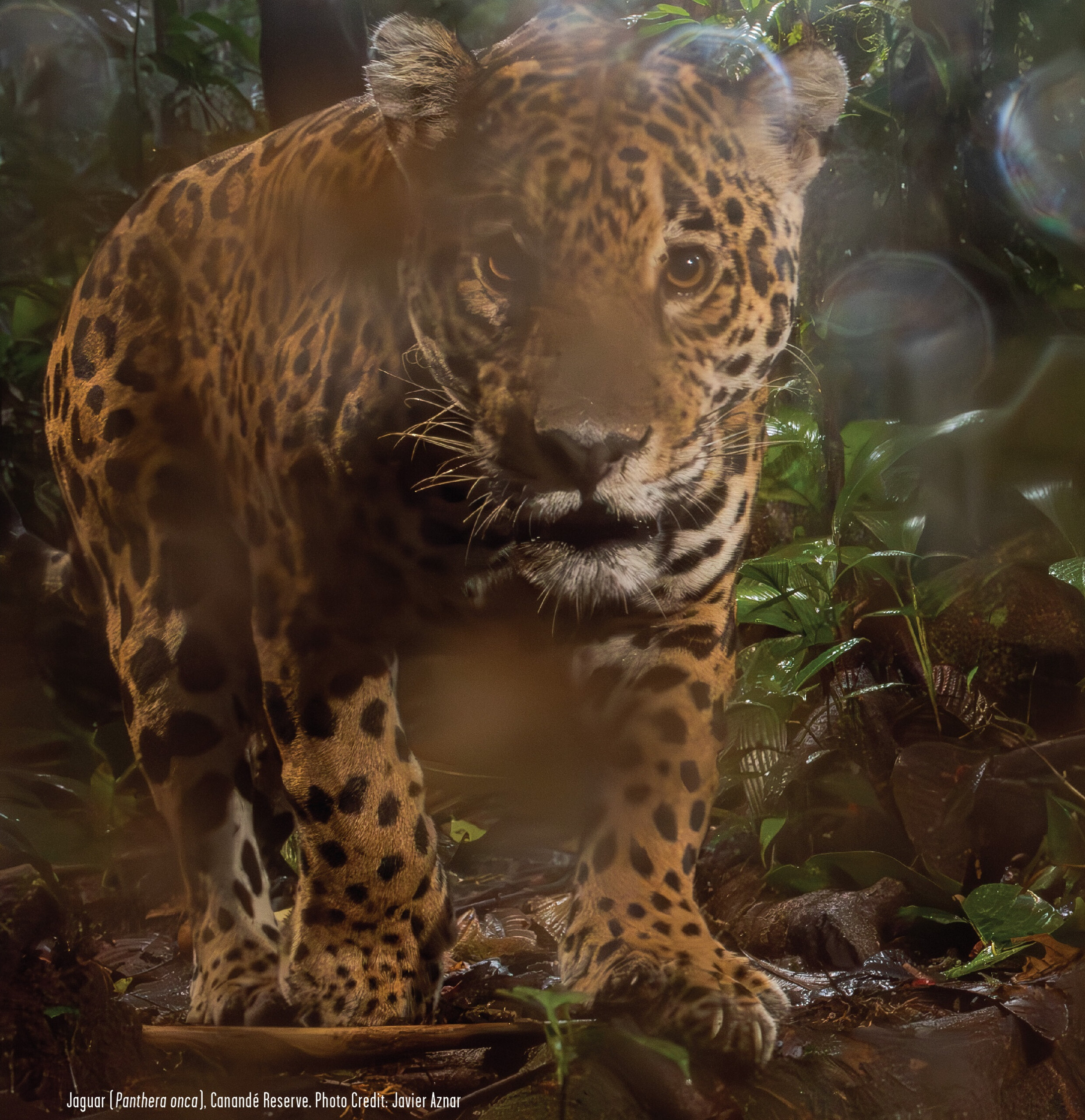 2.2.2026: Vortrag „Die Natur heilt sich selbst, wenn wir es zulassen“