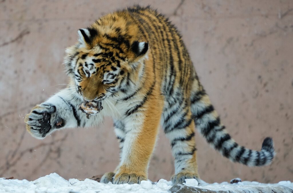 Amurtiger Nachwuchs_Zoo Magdeburg