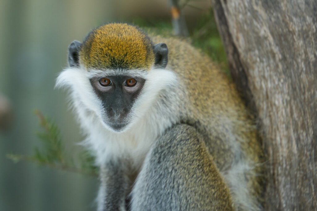 Grüne Meerkatze_Eine Jahreskarte für 2 Zoos_Zoo Magdeburg