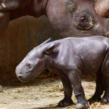 19 04 30 nashornjunges zoo magdeburg