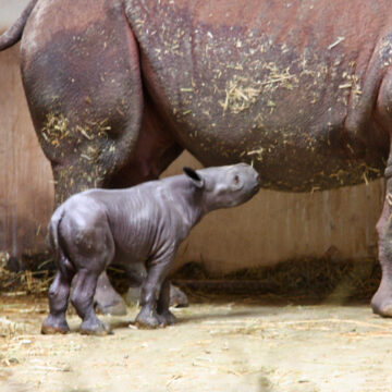 19 04 30 spitzmaulnashorn nachwuchs zoo magdeburg