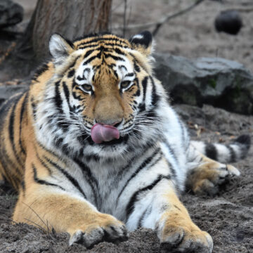 19 06 20 sibirische tigerin stormi wird 2 jahre alt ina sporleder