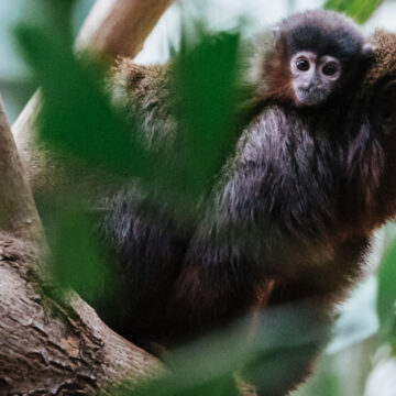 19 10 24 1024x683 roter sumpfspringaffe junges matthias sasse