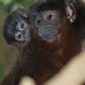 19 10 24 web roter sumpfspringaffe dr wolfgang dreier