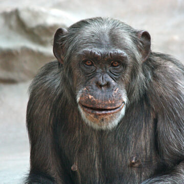 20 01 24 schimpanse nana zoo magdeburg