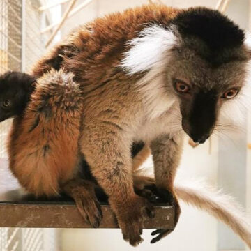 20 04 16 k mohrenmaki zoo magdeburg