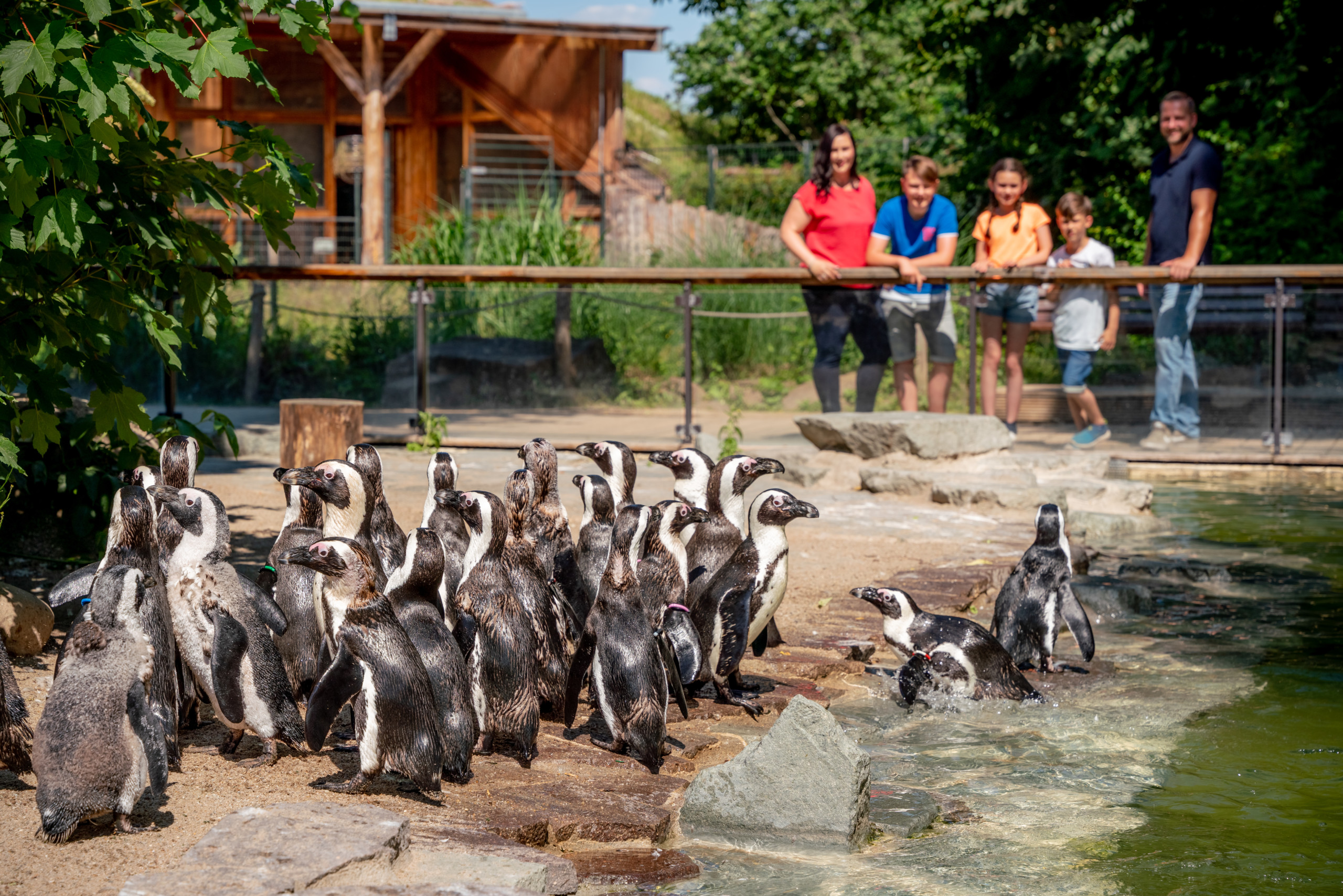 Das Bild zeigt Menschen vor einem Gehege mit Pinguinen