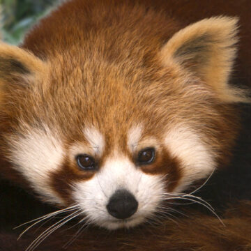 23 09 12 artenschutz fuer roter panda zoo magdeburg thomas rolle