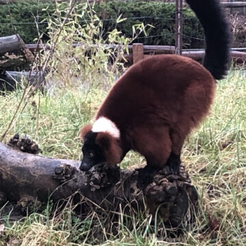 24 02 08 neu roter vari zoo magdeburg scaled