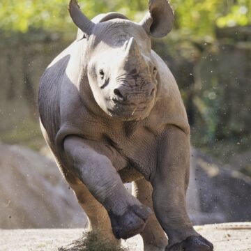 24 10 01 spitzmaulnashorn malia wird 1 jahr alt zoo magdeburg ingo treuherz scaled