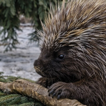 Spenden-Bäume für Baumstachler