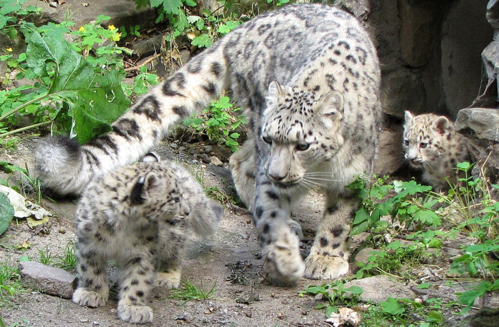 Schneeleopard mit Nachwuchs_Zoo Magdeburg