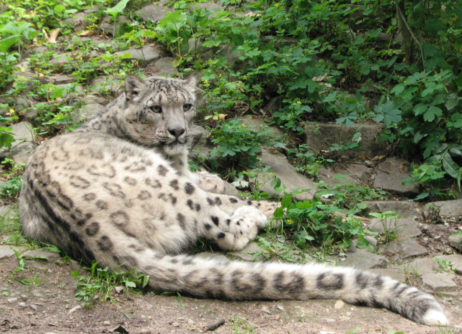 Schneeleopard_Zoo Magdeburg