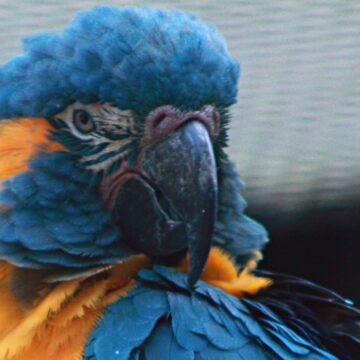 blaukehlara 1024x683