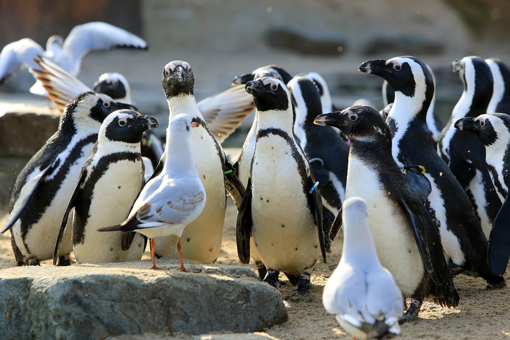 Das Bild zeigt eine Brillenpinguin-Kolonie. Brillenpinguine sind vom Aussterben bedroht.