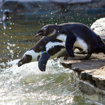 brillenpinguine k viktoria kuehne