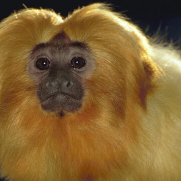 goldenes loewenaeffchen leonrosa101