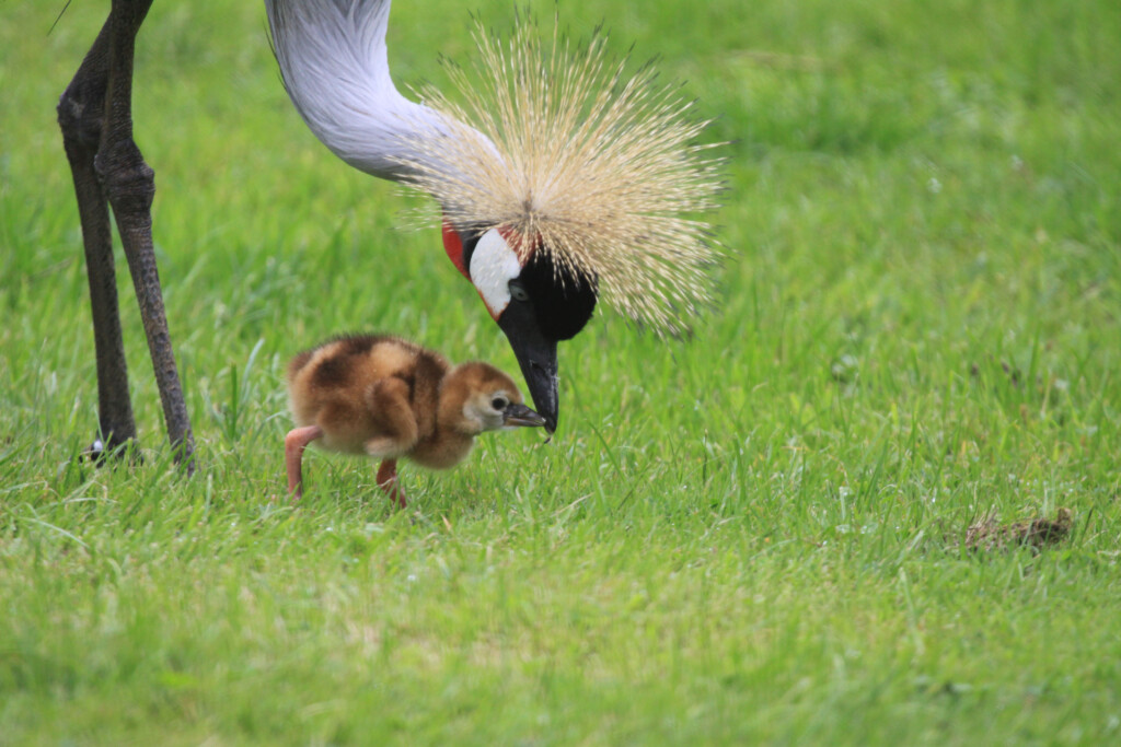 grauer kronenkranich ian turner 14 1024x683