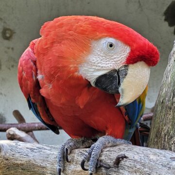 hellroter ara scaled