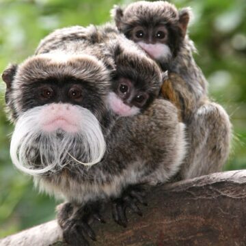 kaiserschnurrbarttamarin saguinus imperator subgrisescens wk