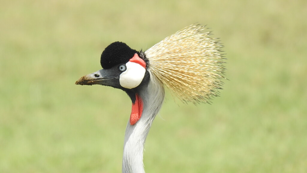 projekt kenia ccv 5 1024x576